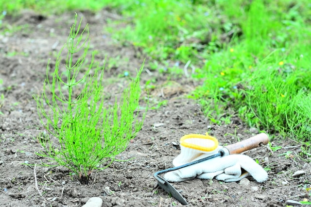 地下茎の深い雑草対策！雑草の種類や効果的な草刈り・除草法を解説！